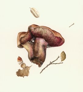 Fungus